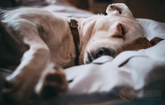 狗偷吃巧克力怎么办 狗吃了巧克力怎么解决(图4)