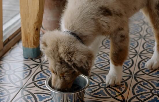 狗偷吃巧克力怎么办 狗吃了巧克力怎么解决(图3)