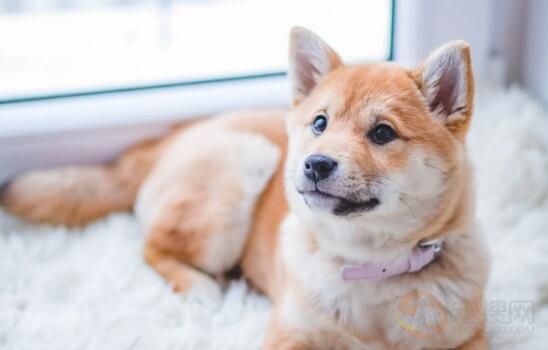 狗偷吃巧克力怎么办 狗吃了巧克力怎么解决(图1)