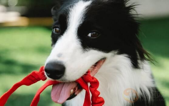 狗偷吃巧克力怎么办 狗吃了巧克力怎么解决(图2)