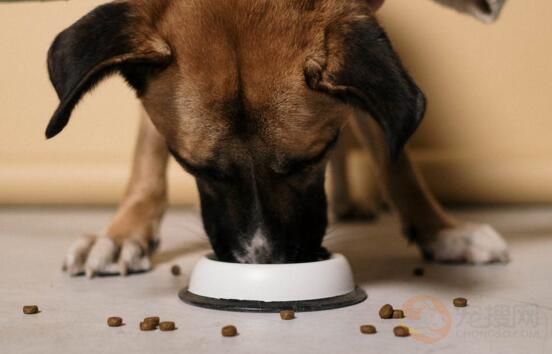 怀孕的狗狗吃什么有营养 适合怀孕狗狗的食物(图3)